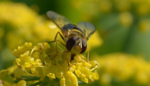 hoverfly on fennel flower