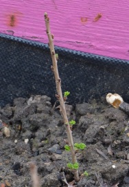 gooseberry propagation